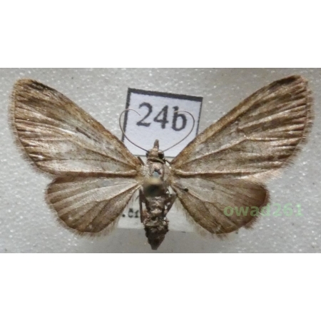 Eupithecia tripunctaria Herrich-Schäffer, 1852 Czech24d